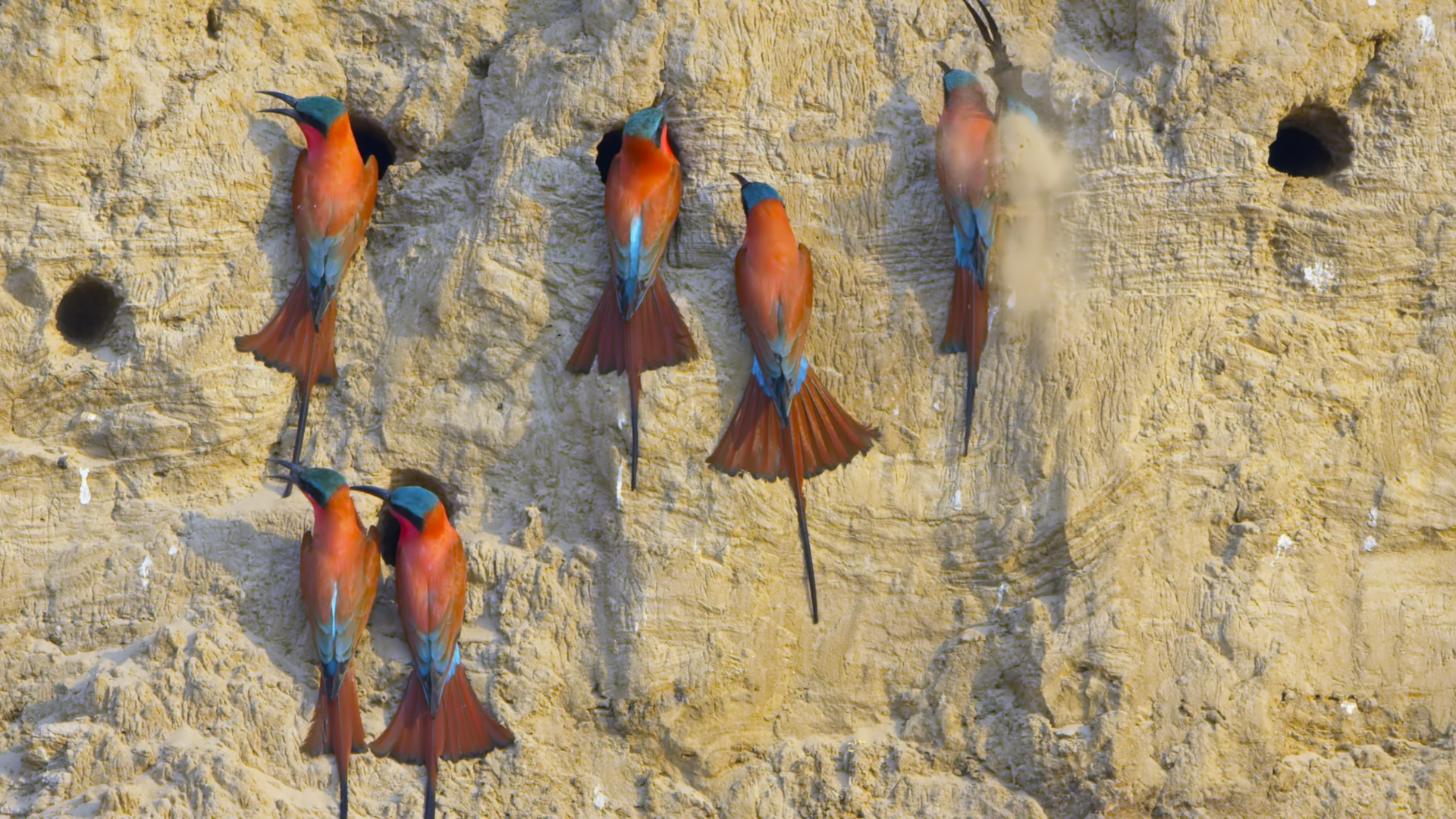 Southern carmine bee-eater (Merops nubicoides) as shown in A Perfect Planet - Weather